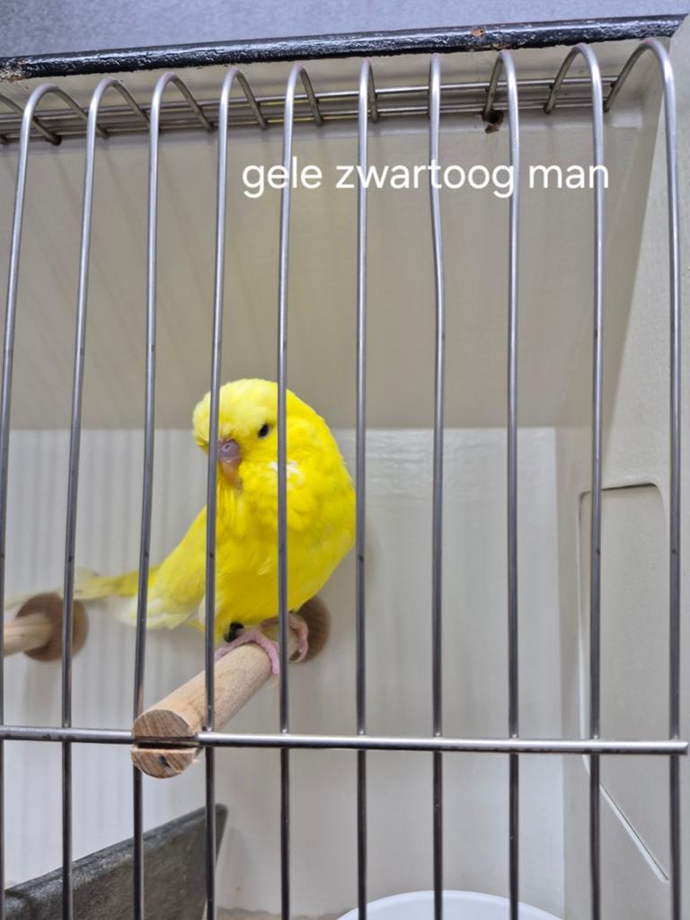 Engelse parkieten, Meerdere dieren, Parkiet, Geringd