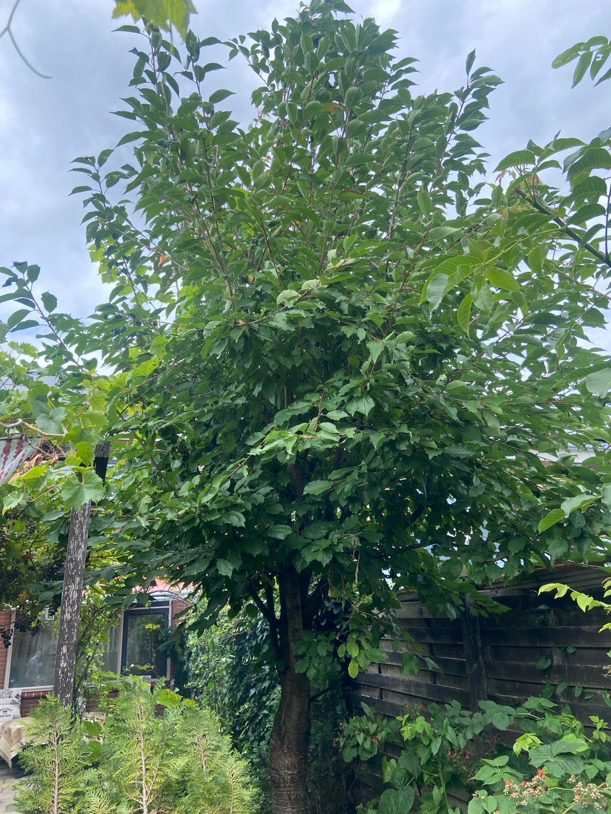 Kersenboom 5meter hoog, Tuin en Terras, Planten | Bomen, Overige soorten, Lente, 400 cm of meer, Ophalen