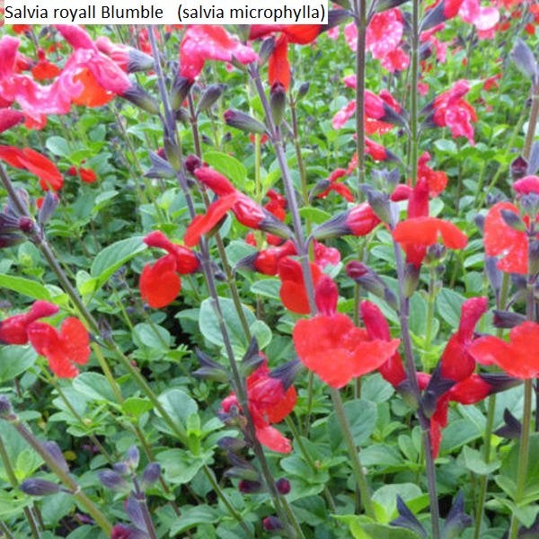Tuinplanten, Volle zon, Vaste plant, Zomer, Ophalen