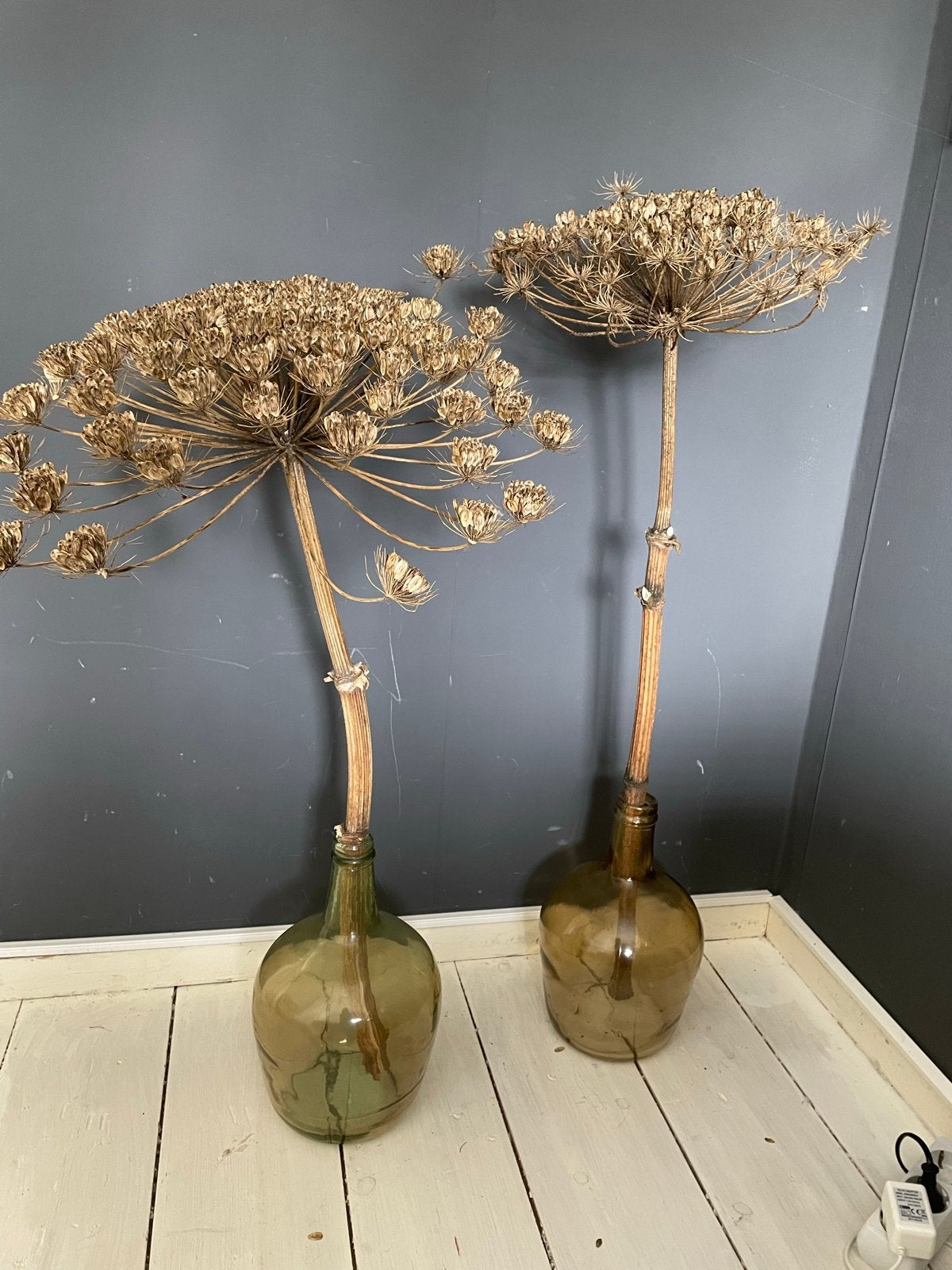 2 gedroogde Berenklauw in vaas, Ophalen, Inclusief droogbloemen, Bruin, Natuurlijk materiaal