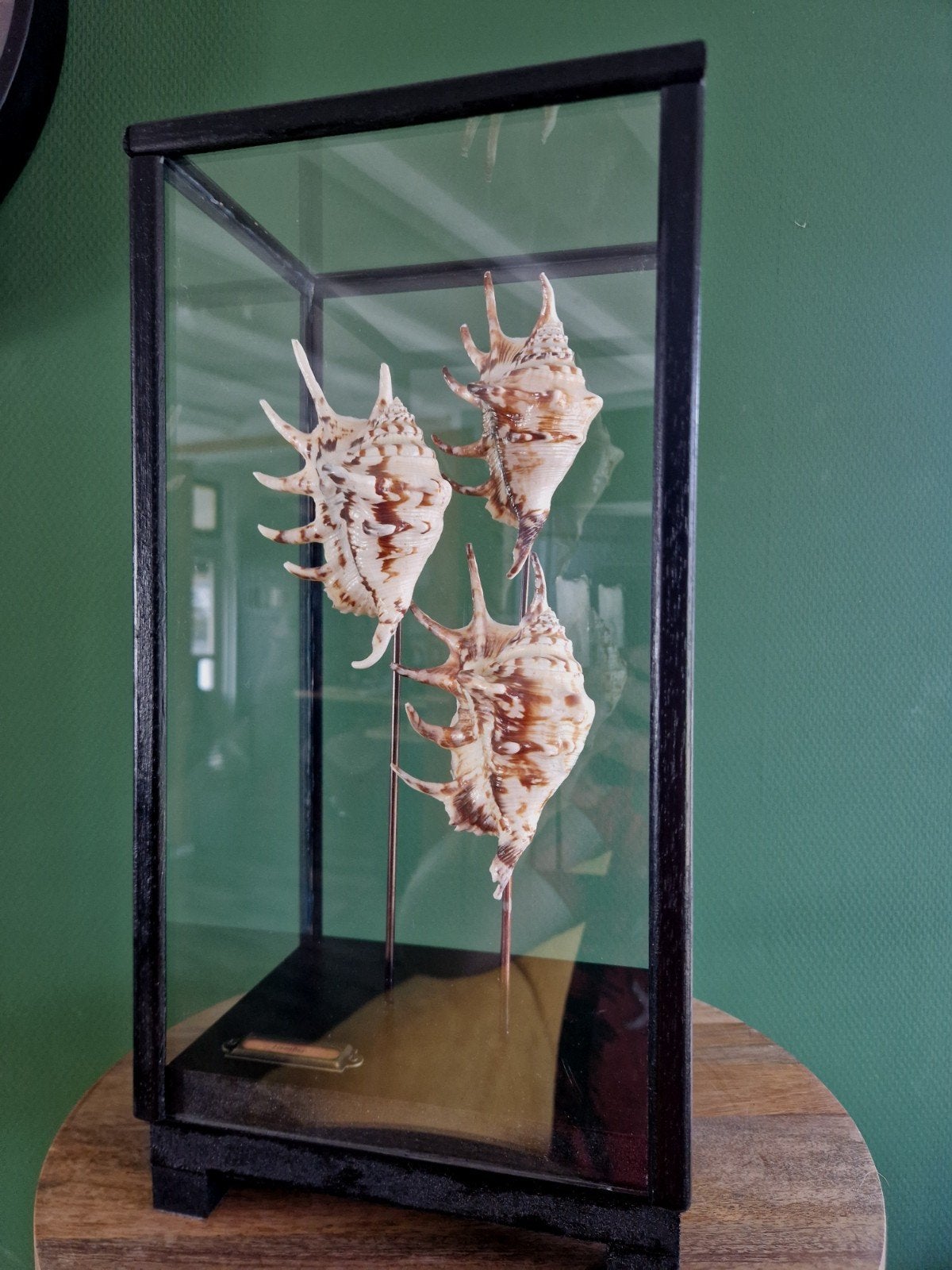 Unieke vitrine met Lambis Tiger schelpen, Ophalen