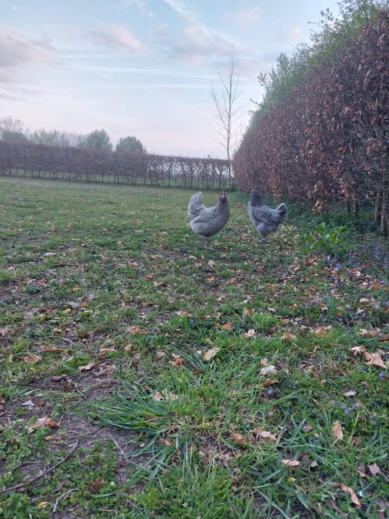 Bleu de landes kippen - Tegen de leg - Goede leggers, Dieren en Toebehoren, Pluimvee, Vrouwelijk, Kip
