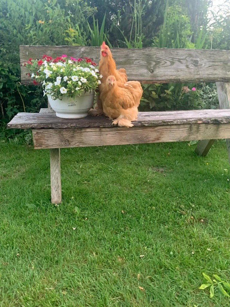cochinkriel - tam - Tegen de leg- verschillende kleurslagen, Dieren en Toebehoren, Vrouwelijk, Kip