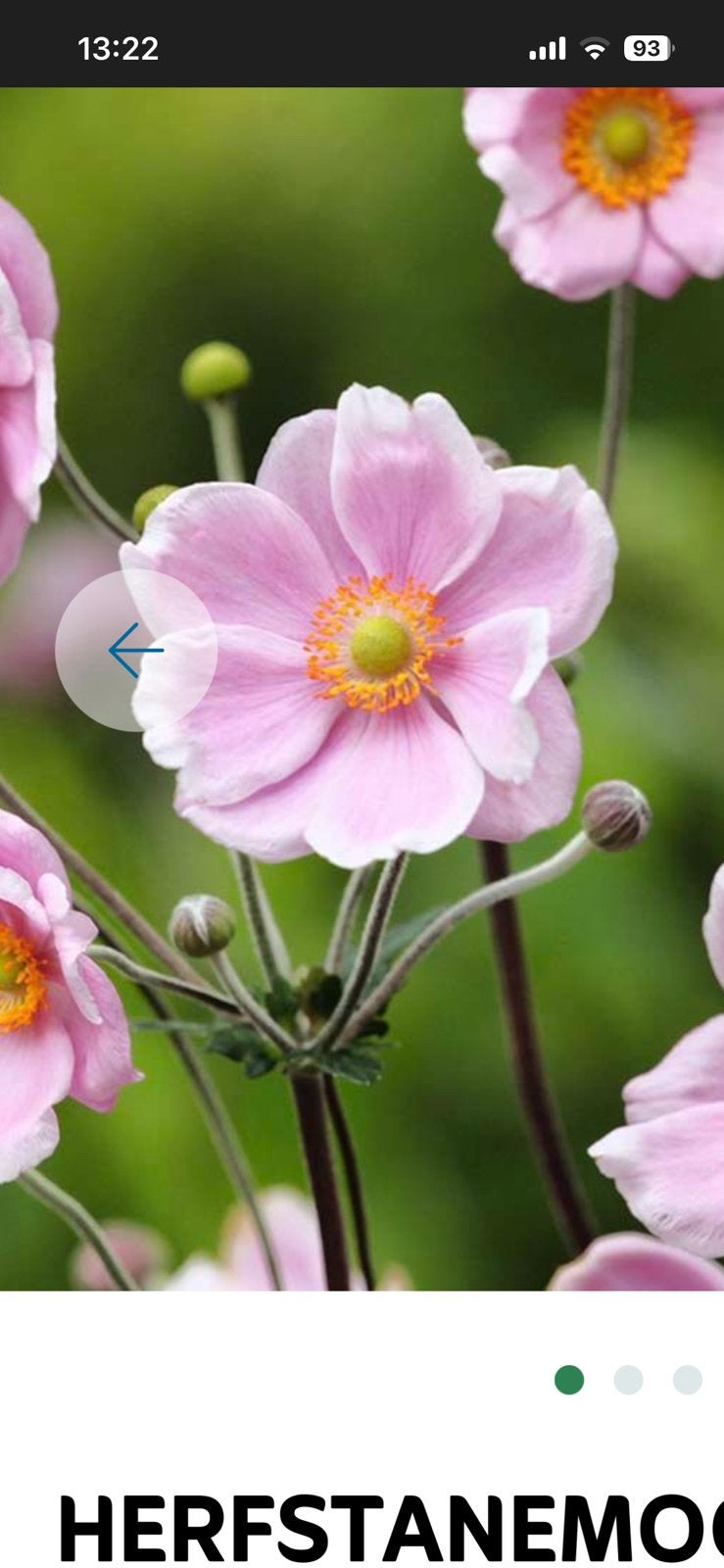 Herfstanemoon plantjes, Tuin en Terras, Ophalen, Vaste plant, Groenteplanten, Volle zon