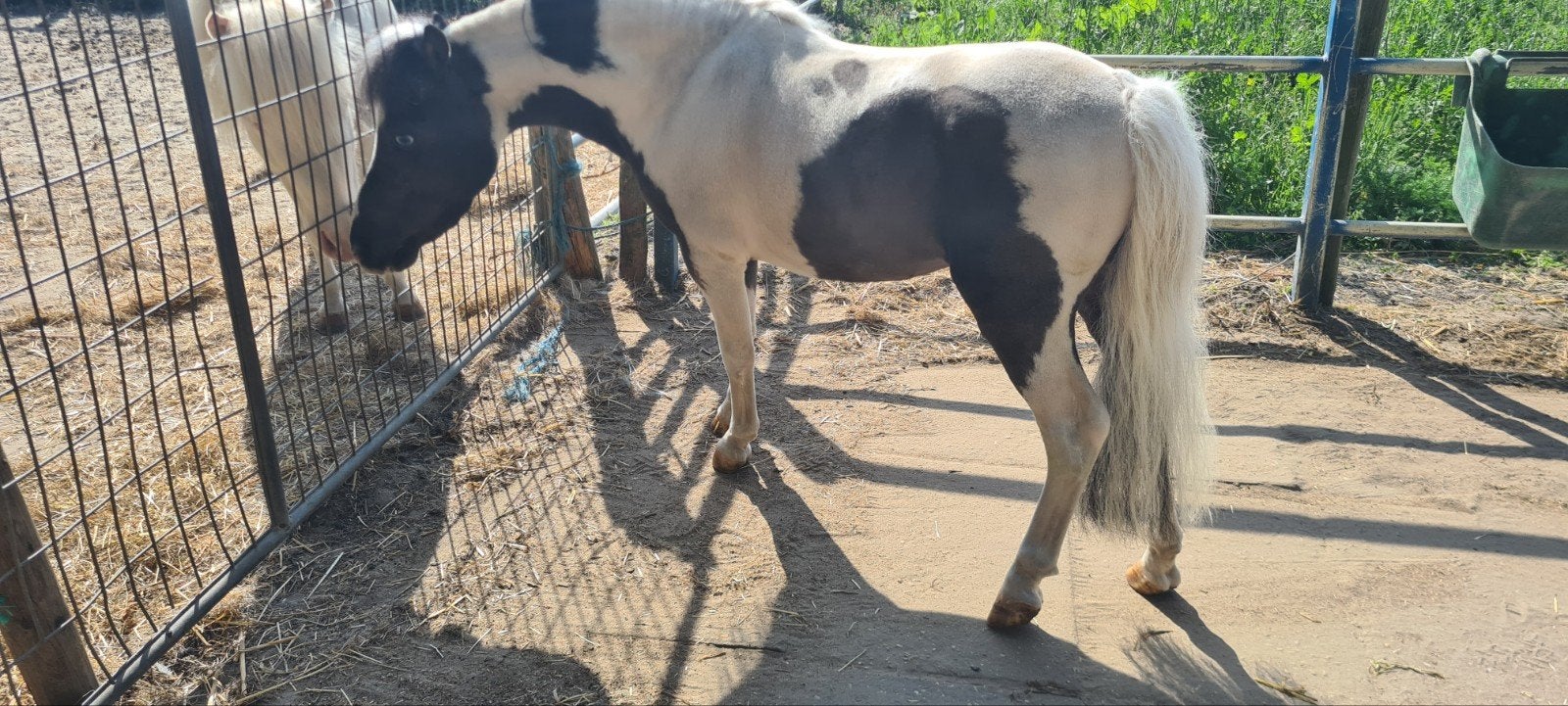 NMPRS dekhengsten/merrie's, veulens. oa CHAMPAGNE, Meerdere dieren, A pony (tot 1.17m), Met stamboom, 3 tot 6 jaar