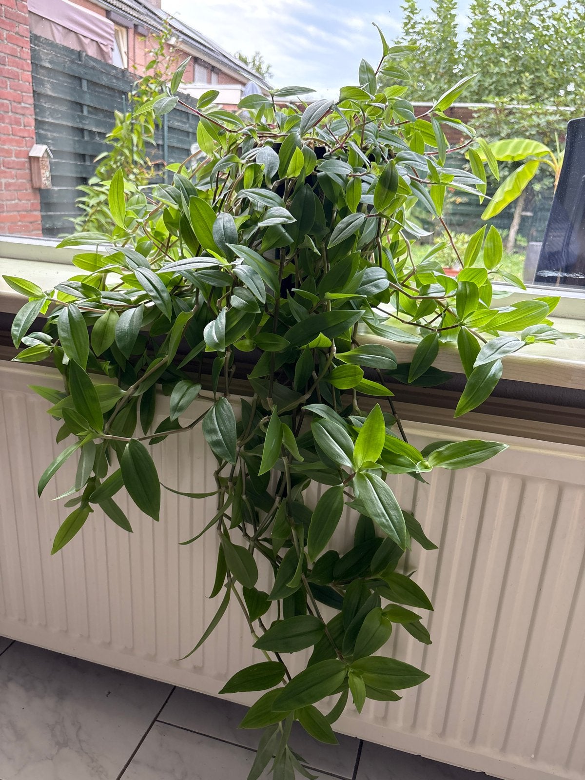 Hangplant Tredescantia, Overige soorten, In pot, Minder dan 100 cm, Groene kamerplant