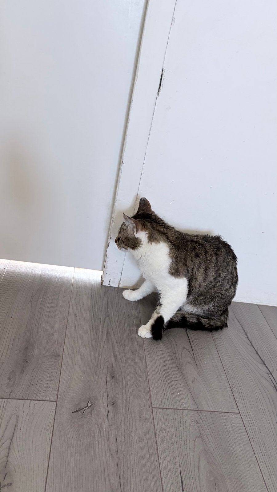 Katten vader en 2 zonen, Kater