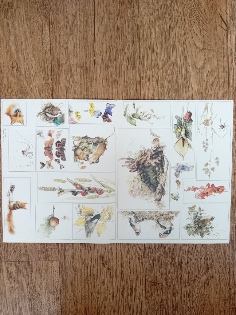 Knipsel - Libelle natuur, Ophalen of Verzenden, Gebruikt