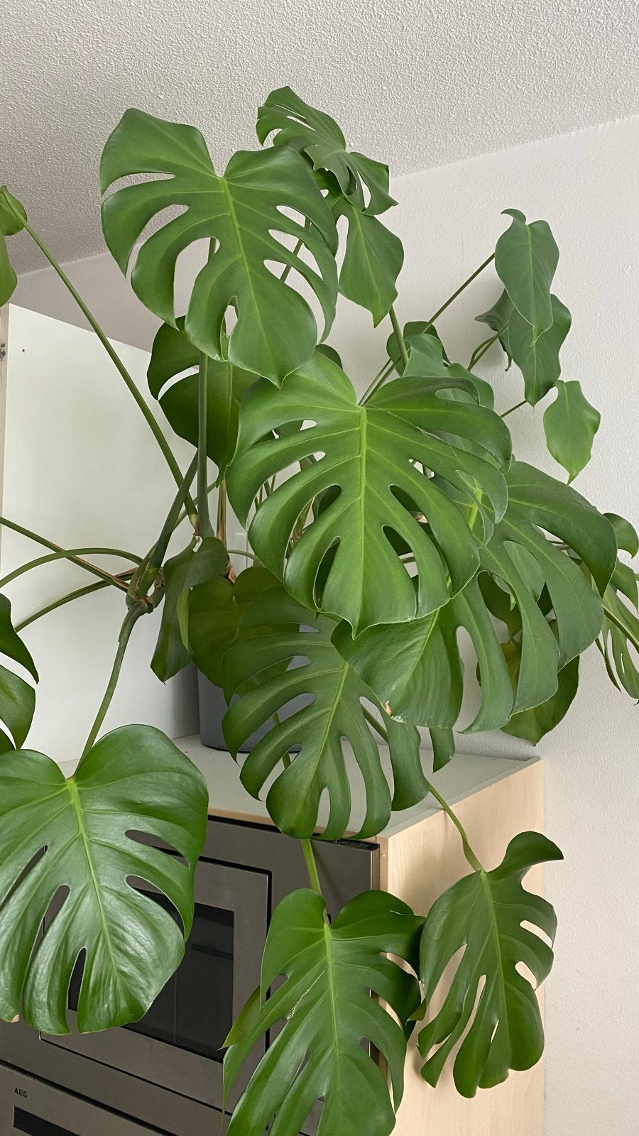 Grote Monstera Deliciosa - Kamerplant, Huis en Inrichting, Kamerplanten, Ophalen, 100 tot 150 cm, Overige soorten, Halfschaduw