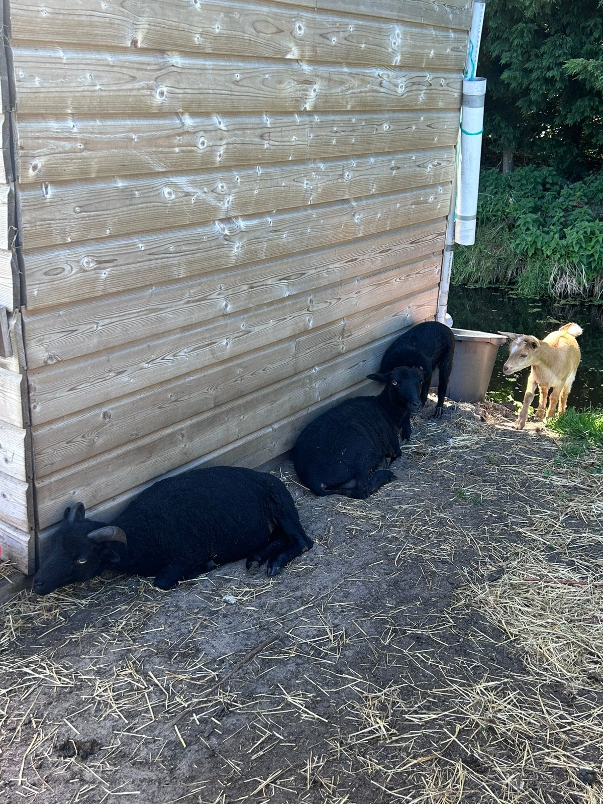Ouessant schapen te koop, Dieren en Toebehoren, Meerdere dieren, Schaap