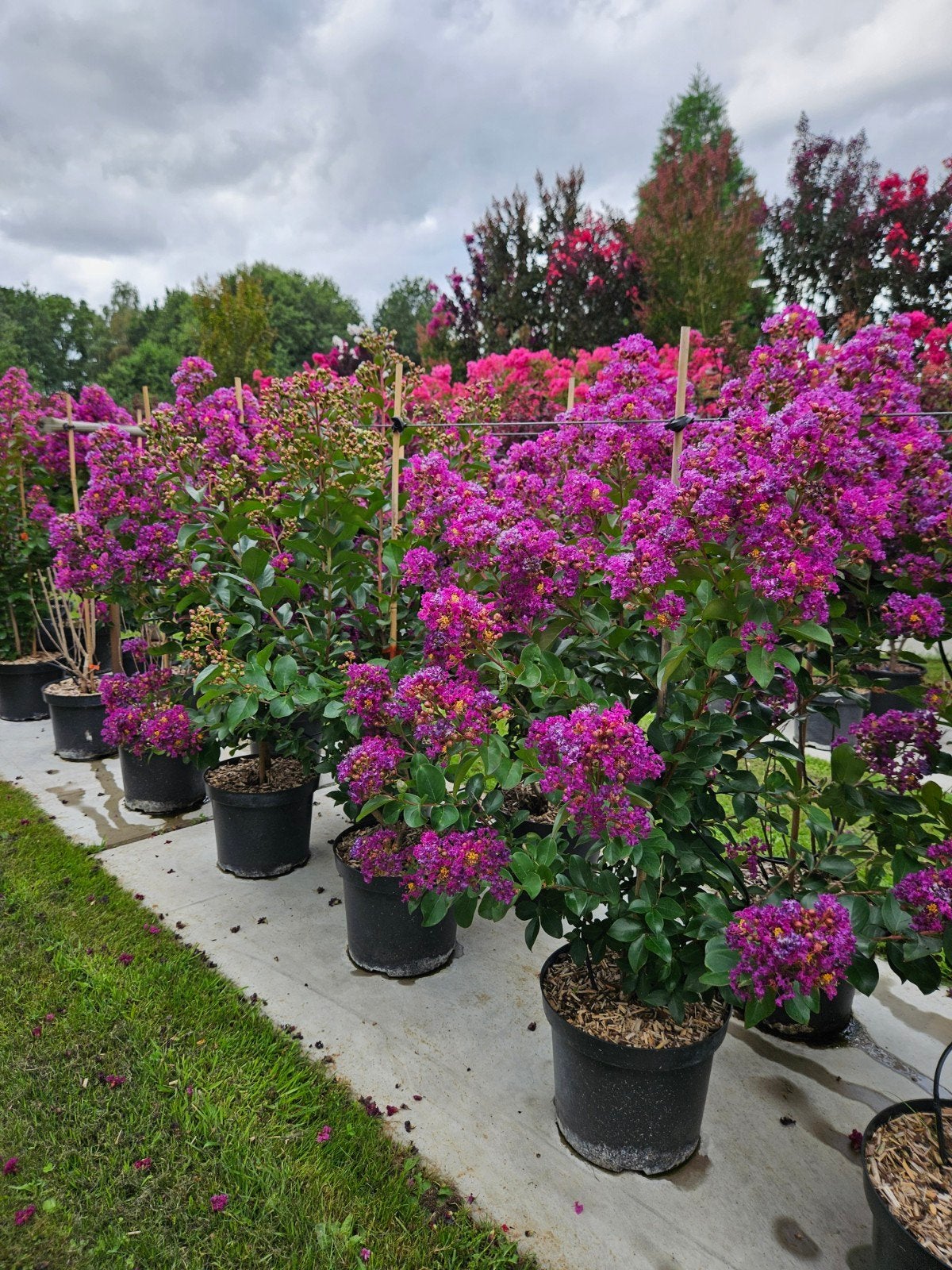 Lagerstroemia indica Purple Star / mooie volle struiken ‼️‼️, Tuin en Terras, Planten | Bomen, 250 tot 400 cm, Zomer, Ophalen