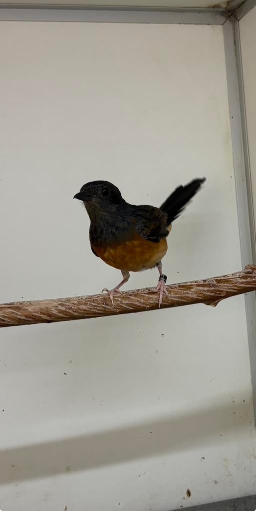 Schamalijster pop 2025, Dieren en Toebehoren, Vrouwelijk