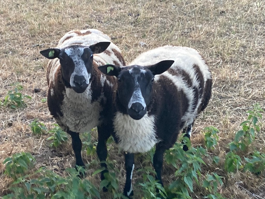 Mooie bonte zwoegervrije rammen, Dieren en Toebehoren, Schapen, Geiten en Varkens, Mannelijk, Schaap, 0 tot 2 jaar