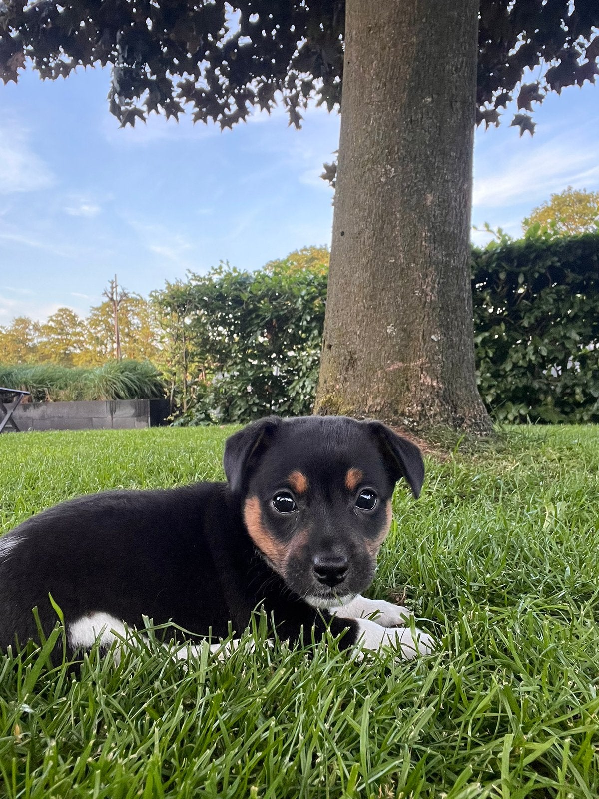 Jack Russel pups, Dieren en Toebehoren, Jack Russell Terriër, 8 tot 15 weken, Meerdere, Meerdere dieren