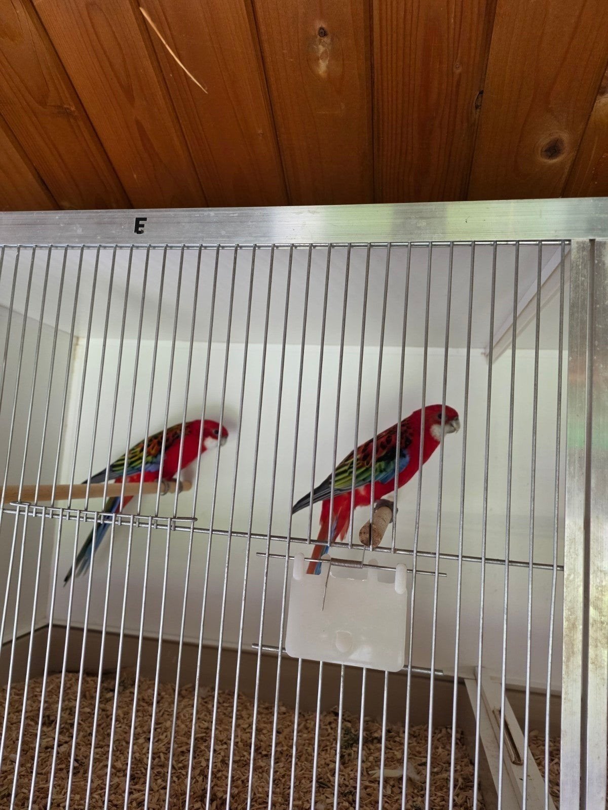 rosella koppel, Meerdere dieren, Parkiet