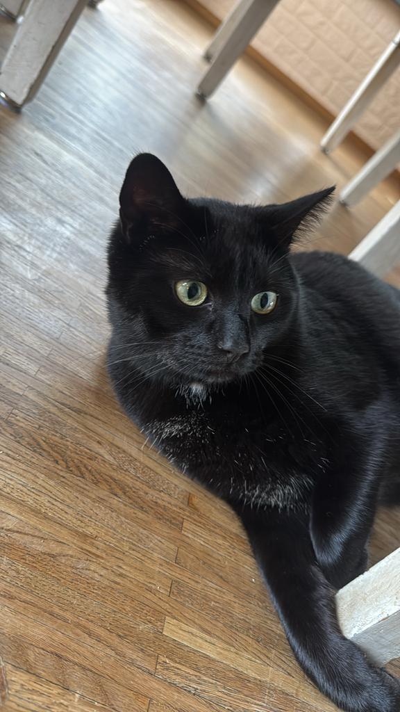 Kater gecastreerd 4 jaar, Dieren en Toebehoren, Kater, Kortharig, 3 tot 5 jaar