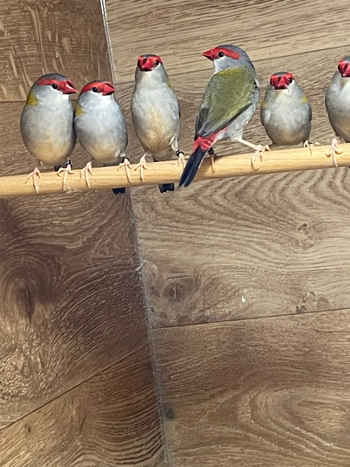Dornastrilde, Dieren en Toebehoren, Mannelijk