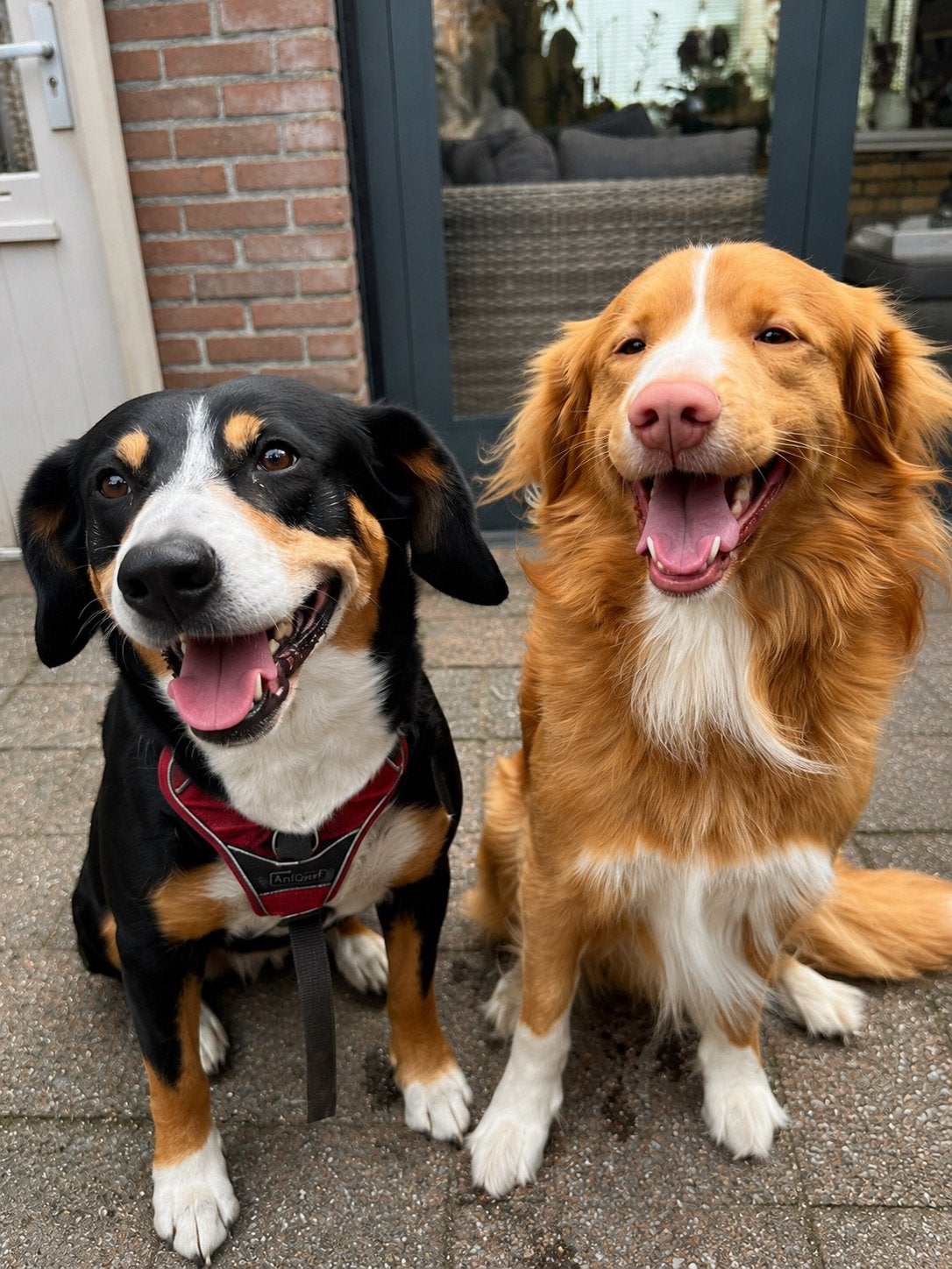 Kruising entlebucher/ toller. 1 reutje beschikbaar!!, Reu, 8 tot 15 weken, Parvo, Eén hond