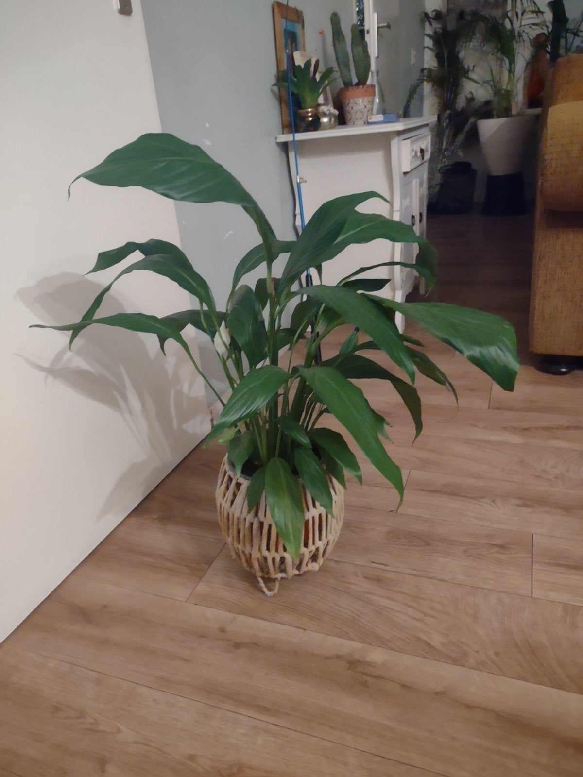 Grote lepelplant in rieten pot, Huis en Inrichting, Ophalen, Overige soorten, Halfschaduw, In pot