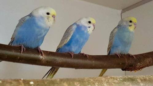 Jonge grasparkieten | Meerdere kleuren | Makkelijk tam, Meerdere dieren, Parkiet, Tam