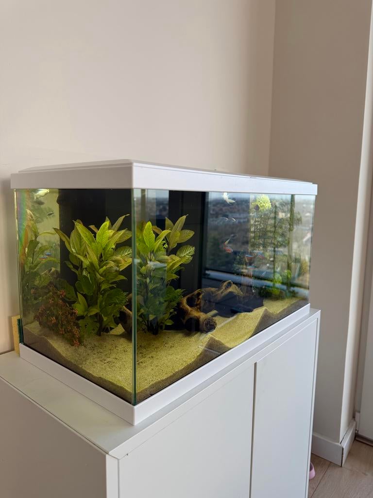 Aquarium te koop inclusief vissen en toebehoren, Ophalen of Verzenden, Zo goed als nieuw, Gevuld zoetwateraquarium