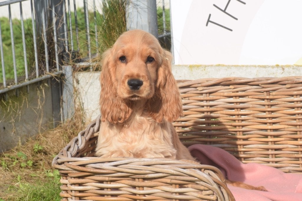 Engelse cocker spaniel pups, 15 weken tot 1 jaar, Buitenland, Meerdere, Meerdere dieren