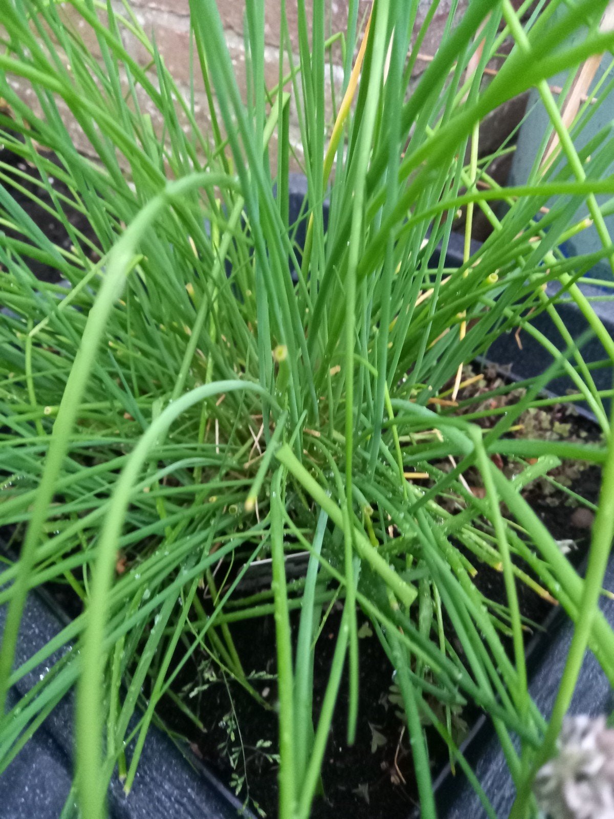 STEKJES ook lavendel !, Tuin en Terras, Planten | Struiken en Hagen, Verzenden, Overige soorten, Minder dan 100 cm