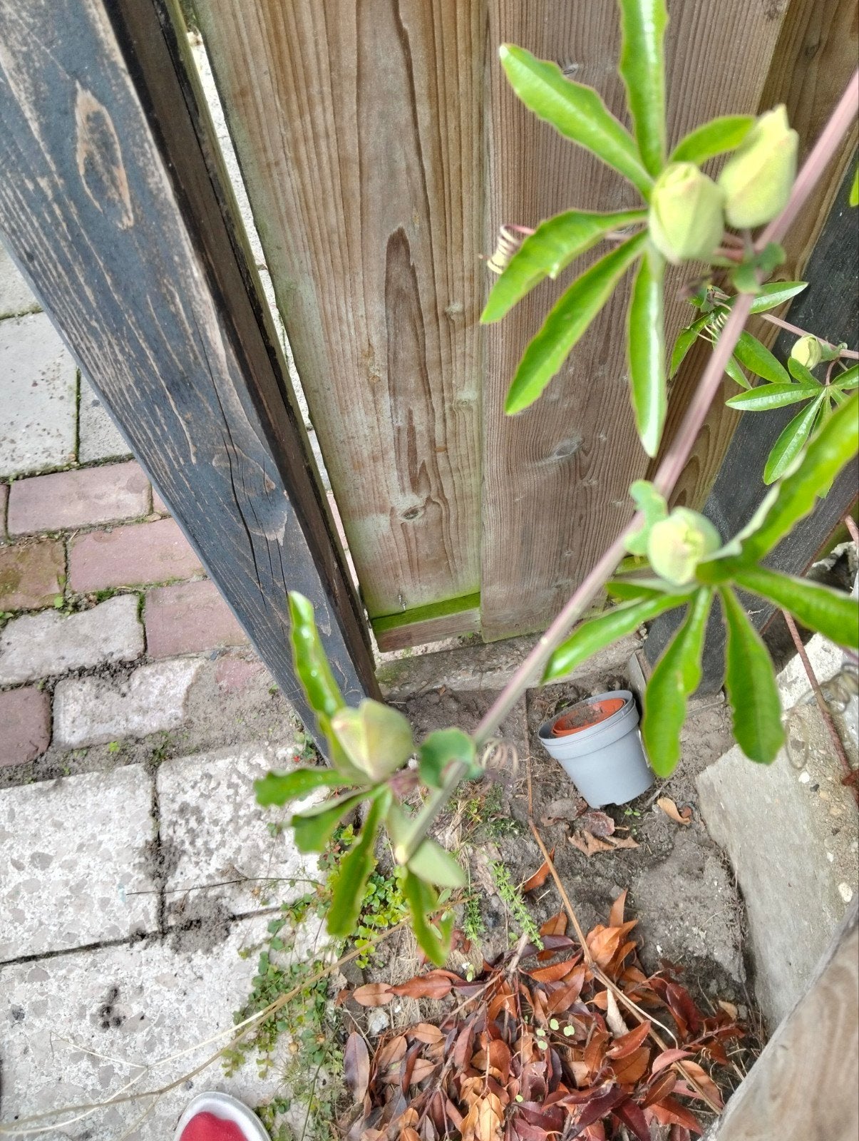 Passiebloem (Passiflora) - Klimplant met knoppen, Volle zon, Vaste plant, Ophalen of Verzenden, Klimplanten