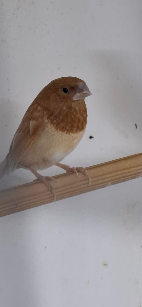 Japanse meeuw Pop, Vrouwelijk, Tropenvogel