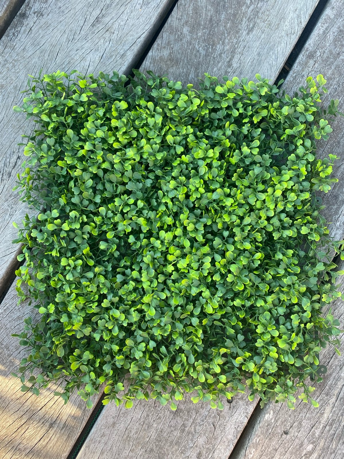 Kunsthaag Buxus Mat - Groene Wandpaneel, Ophalen, Overige soorten, Volle zon