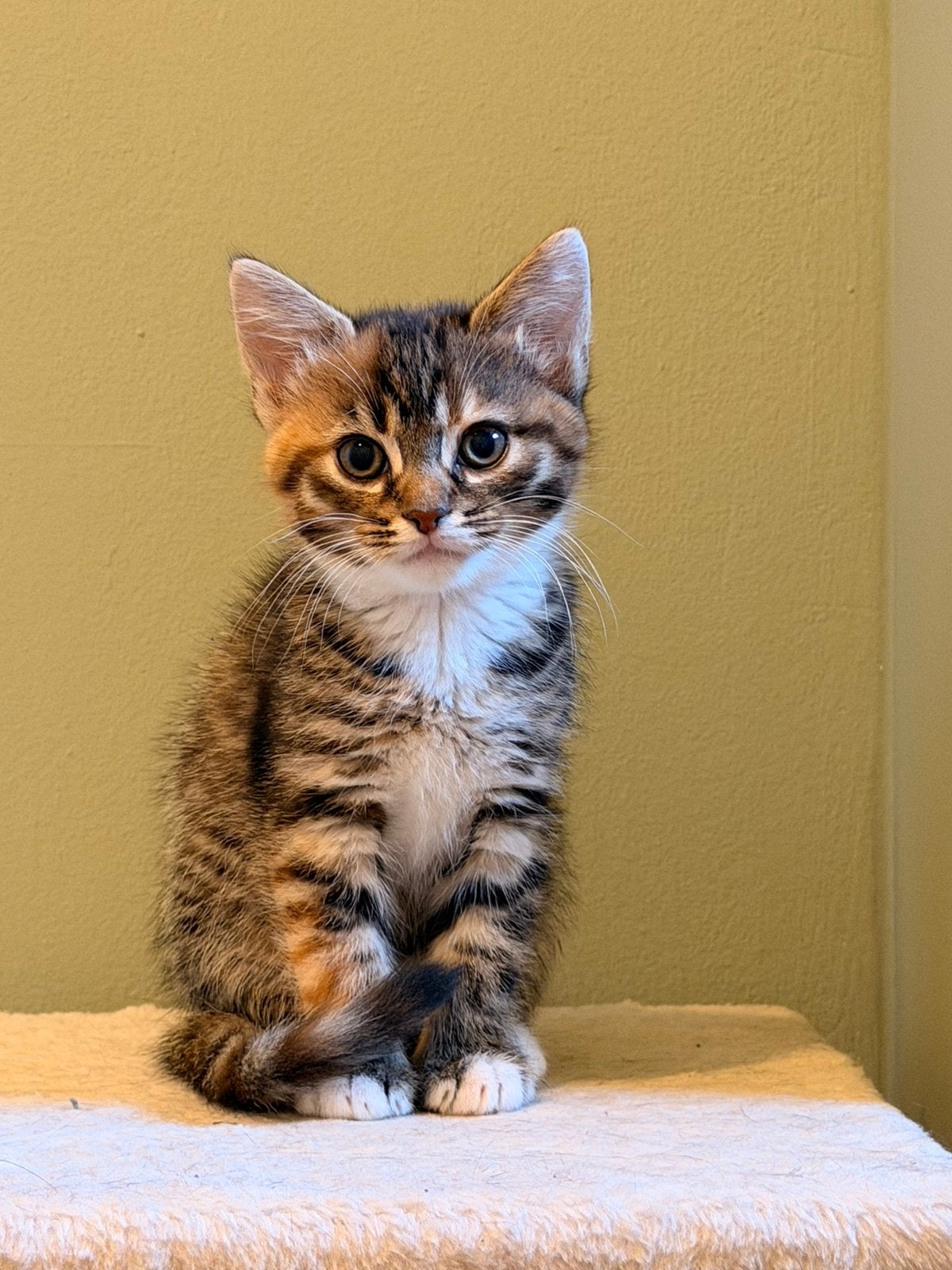 Prachtige kitten te koop., Dieren en Toebehoren, Katten en Kittens | Overige Katten, Poes