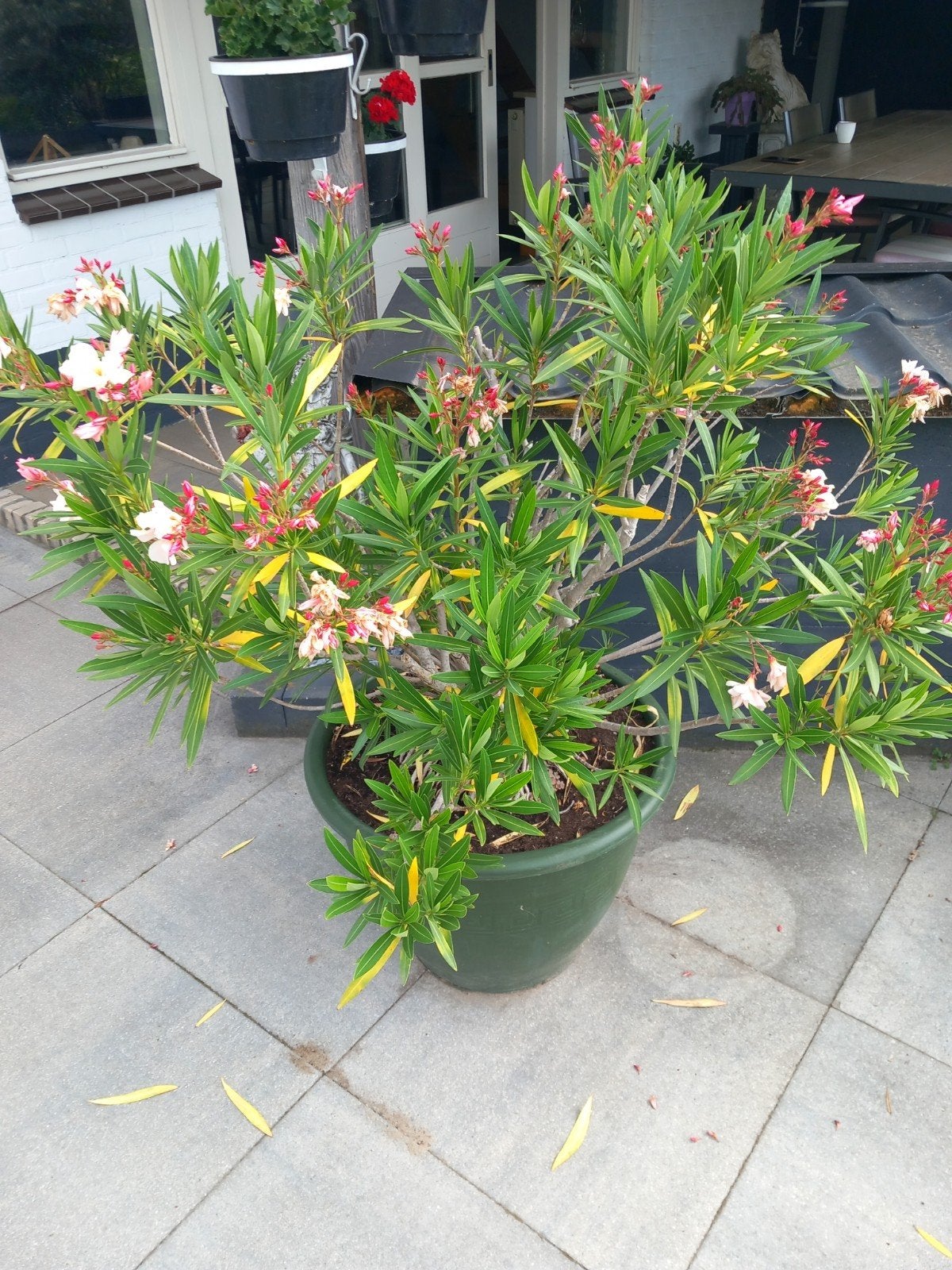 Oleander 3keer, Ophalen, Overige soorten, Volle zon
