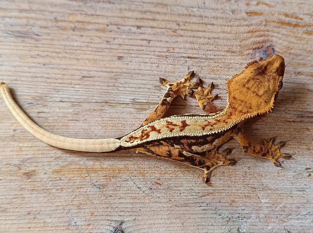 Wimpergekko nakweek 2025 tricolor lineage, Dieren en Toebehoren, Reptielen en Amfibieën, Hagedis, 0 tot 2 jaar