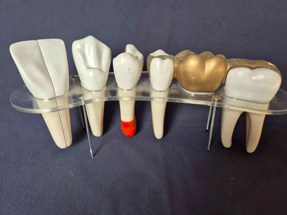 Anatomie  display  met tanden Made in USA tandarts display ., Verzenden