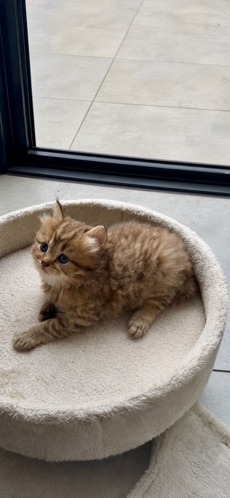 Raszuivere britse korthaar golden shaded, Kater