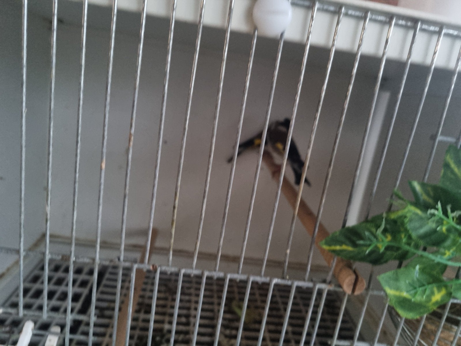 Parva putter, Mannelijk, Wildzangvogel, Geringd