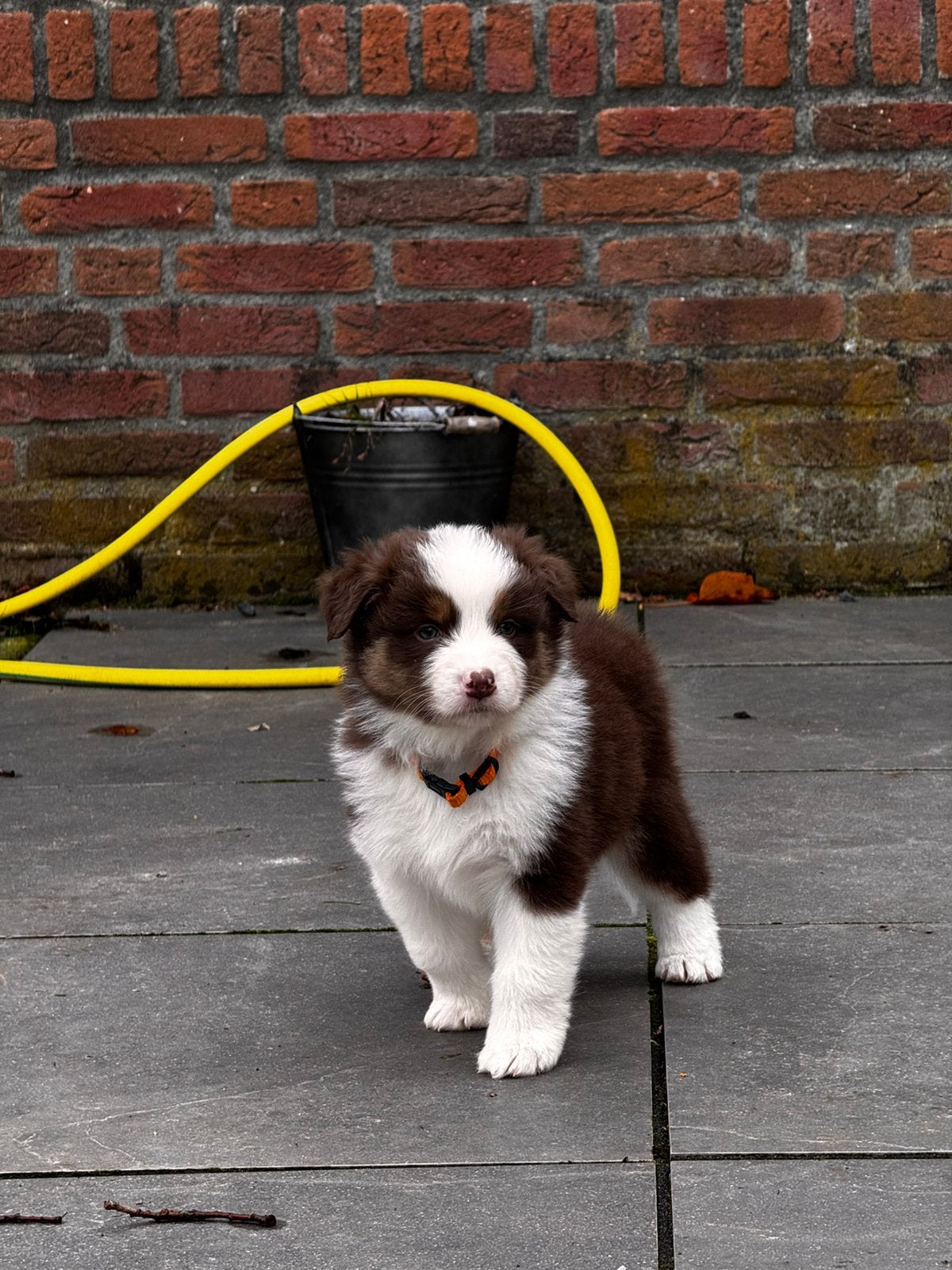 Australian Shepherd / Assie pups te koop, Dieren en Toebehoren, 8 tot 15 weken, Collie, Meerdere, Meerdere dieren