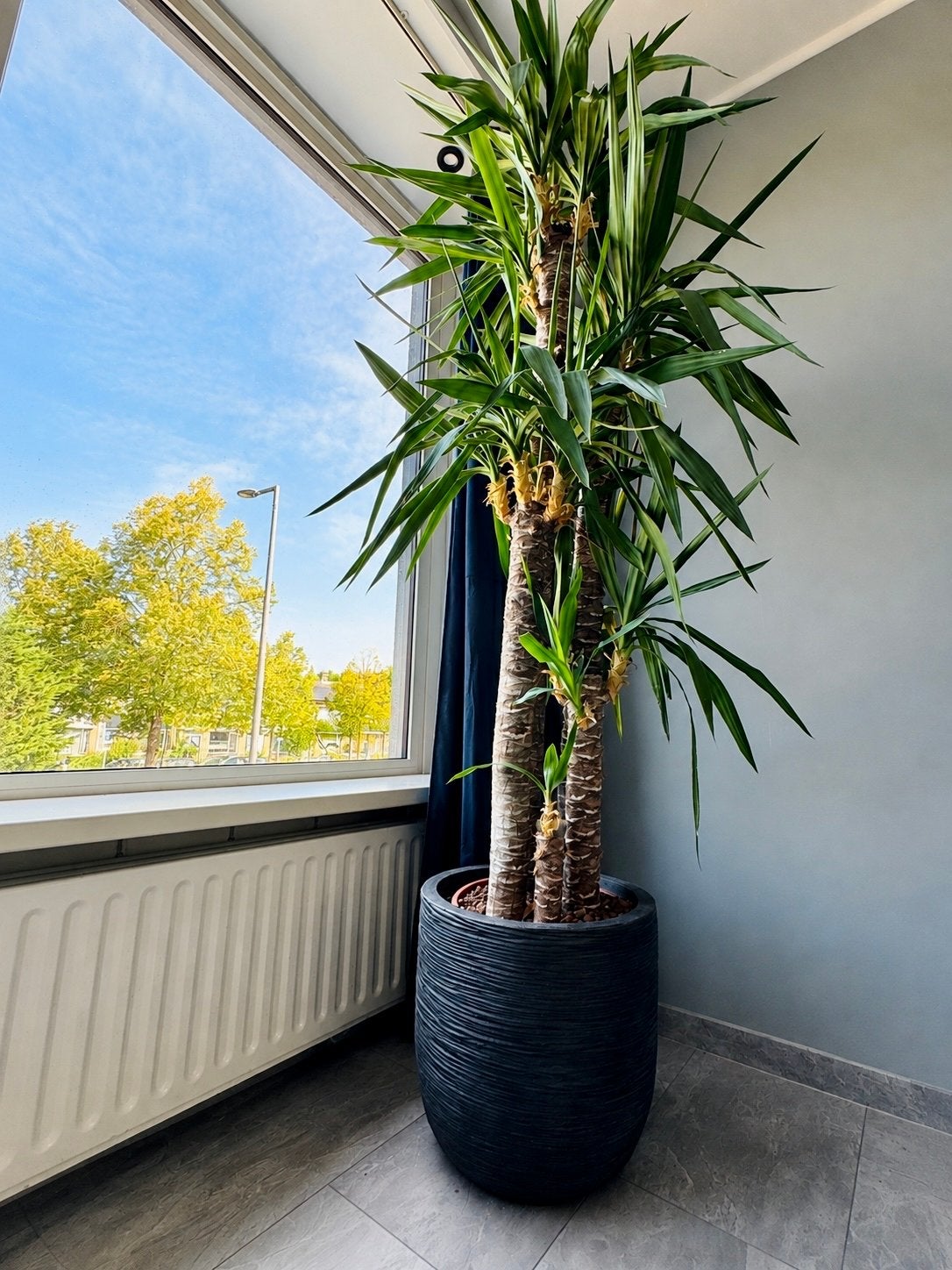 Grote Yucca plant in stijlvolle pot, Huis en Inrichting, Kamerplanten, 200 cm of meer, Ophalen of Verzenden, In pot, Yucca