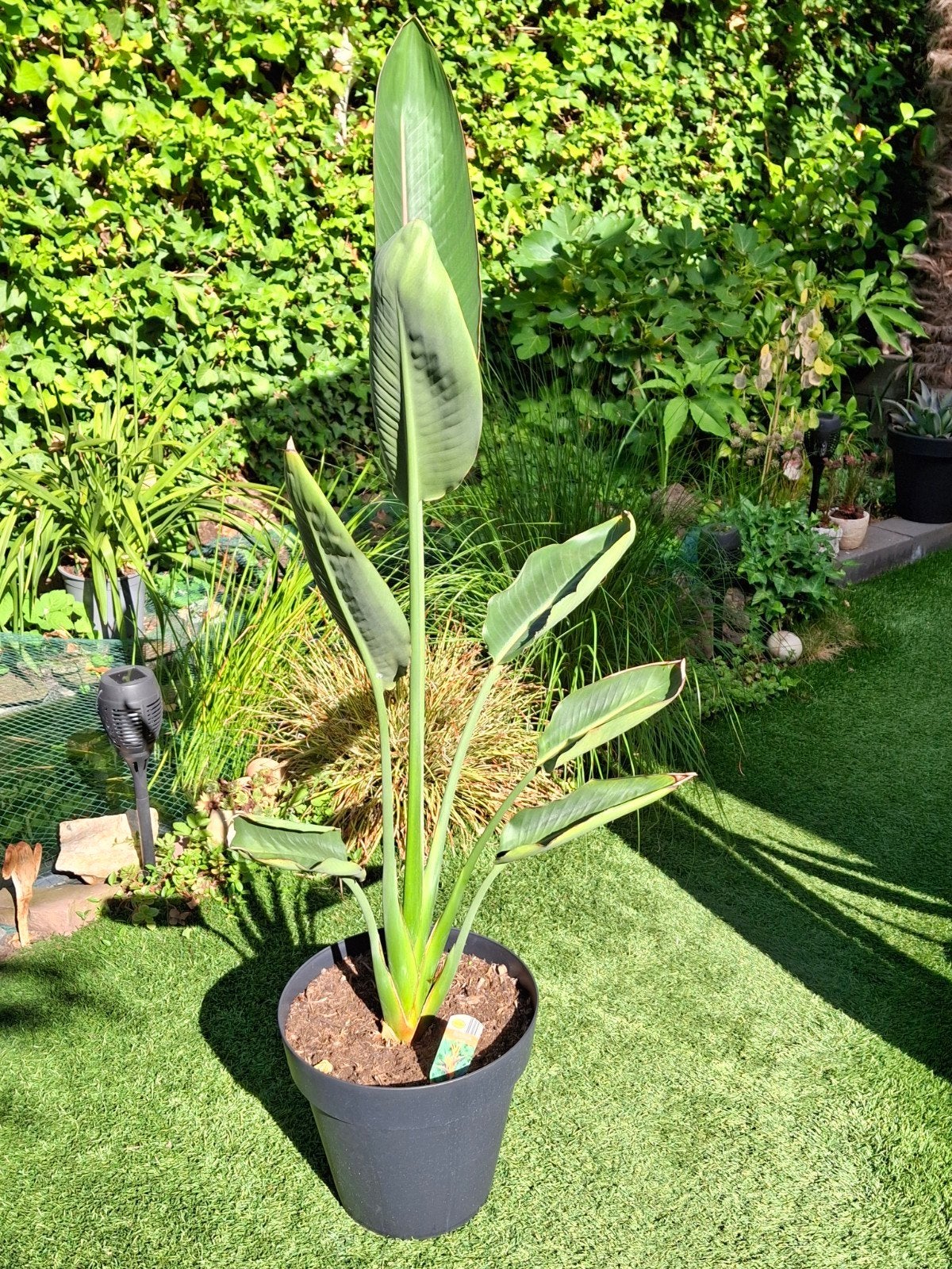 strelitzia reginae, Volle zon, Vaste plant, Zomer, Ophalen