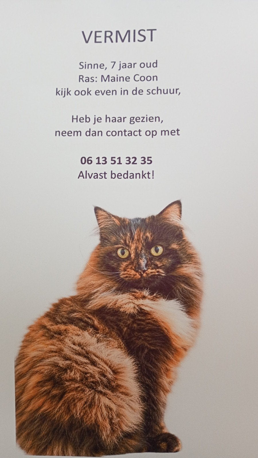poes vermist ,main Coon, Dieren en Toebehoren, Kat