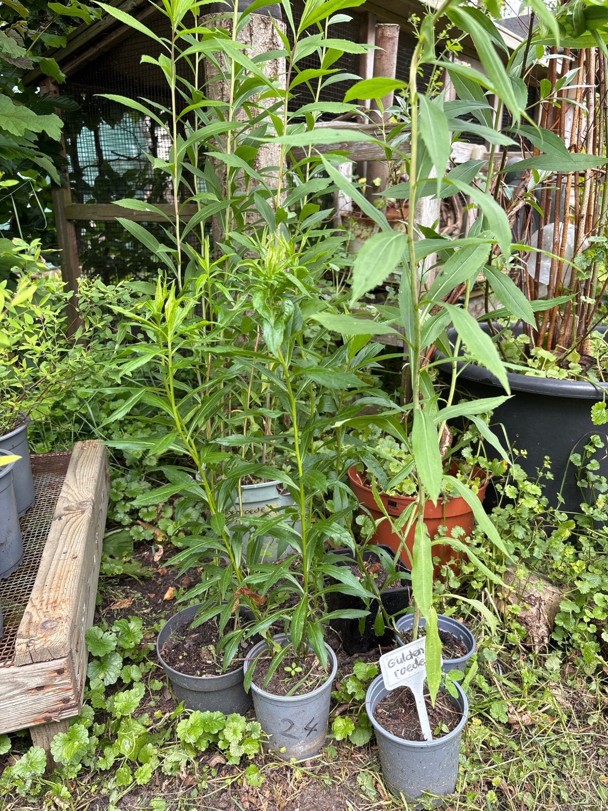 Guldenroede planten - biologisch, Volle zon, Vaste plant, Zomer, Ophalen