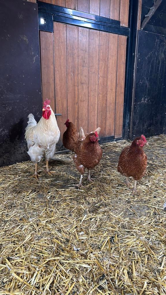 Drie leghennen met een haan, Dieren en Toebehoren, Pluimvee, Meerdere dieren, Kip
