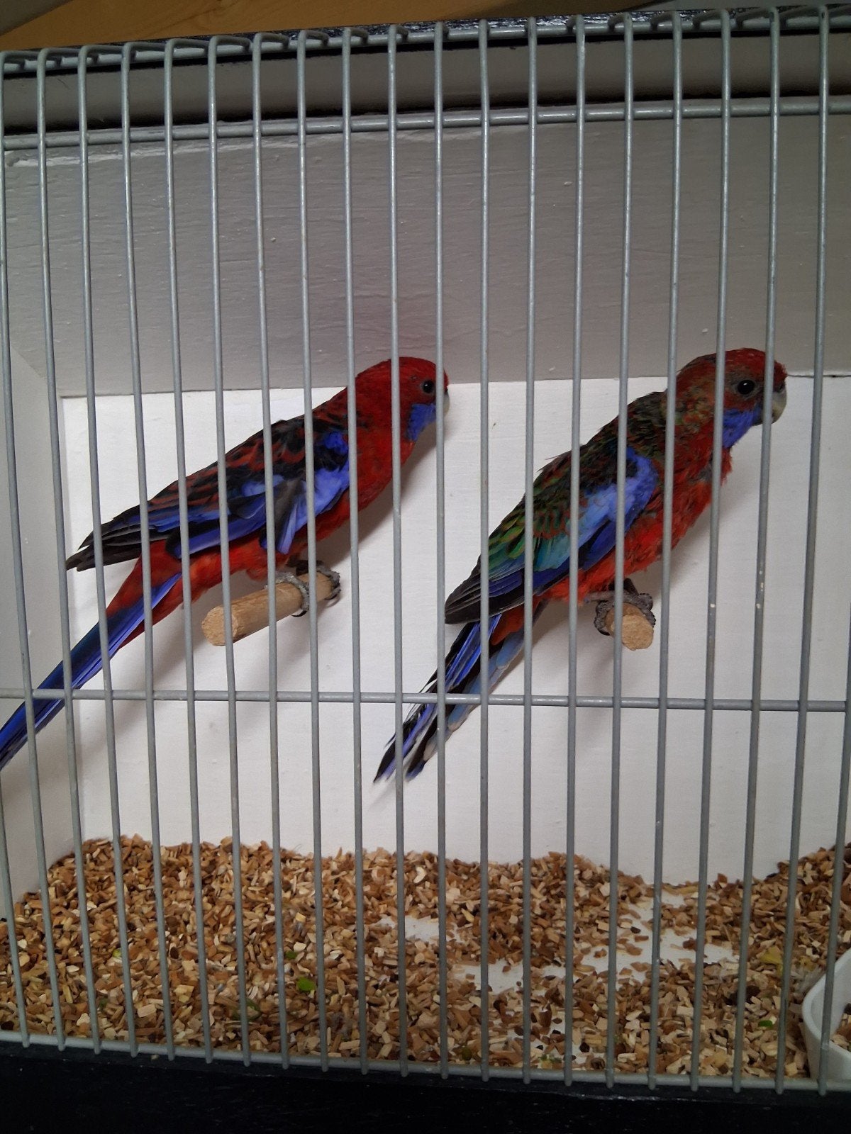 mooi koppel pennant rosella's, Dieren en Toebehoren, Meerdere dieren, Parkiet