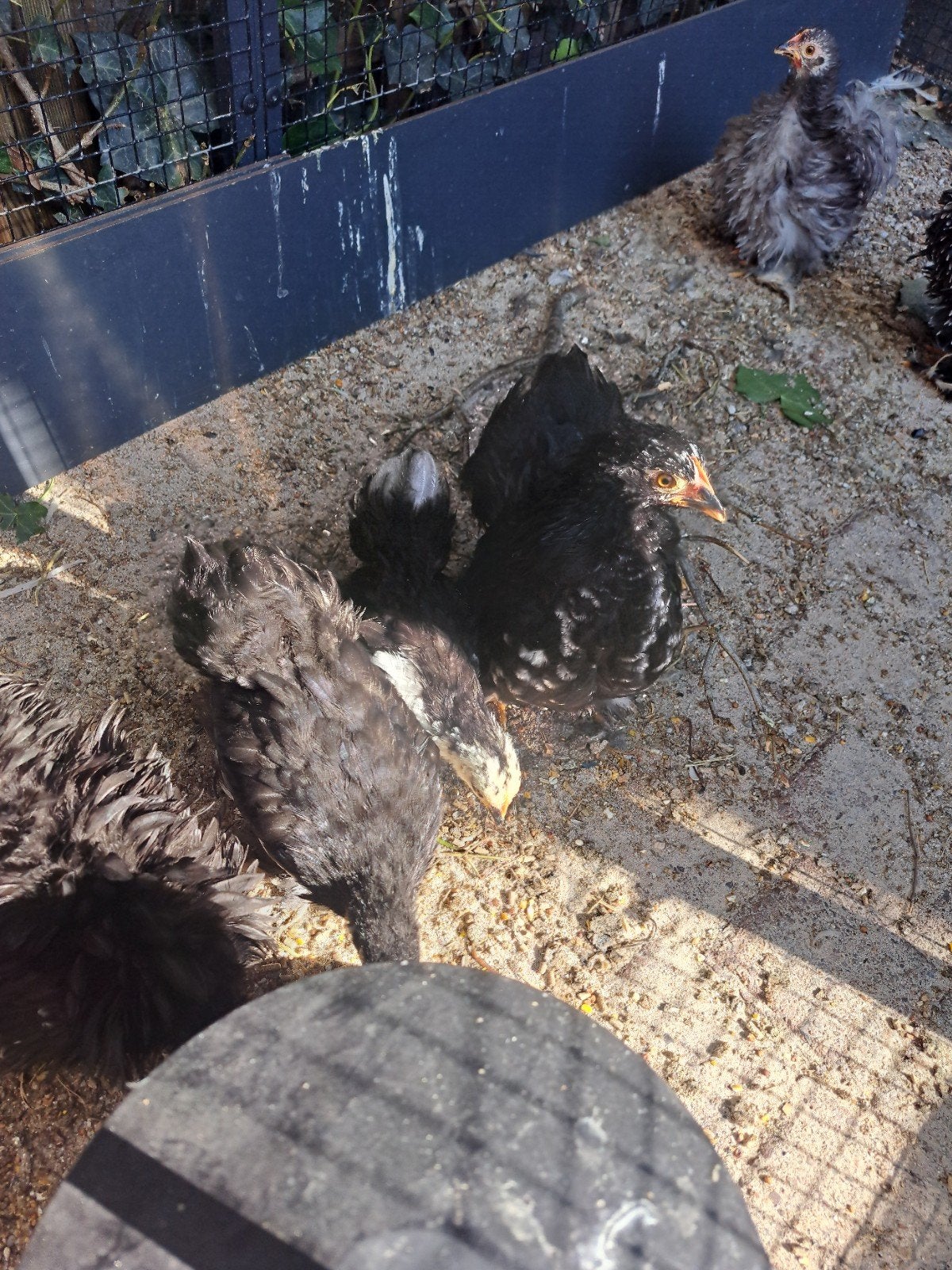 Gratis Cochin kriel kuikens 2 hennetjes, Dieren en Toebehoren, Vrouwelijk, Kip