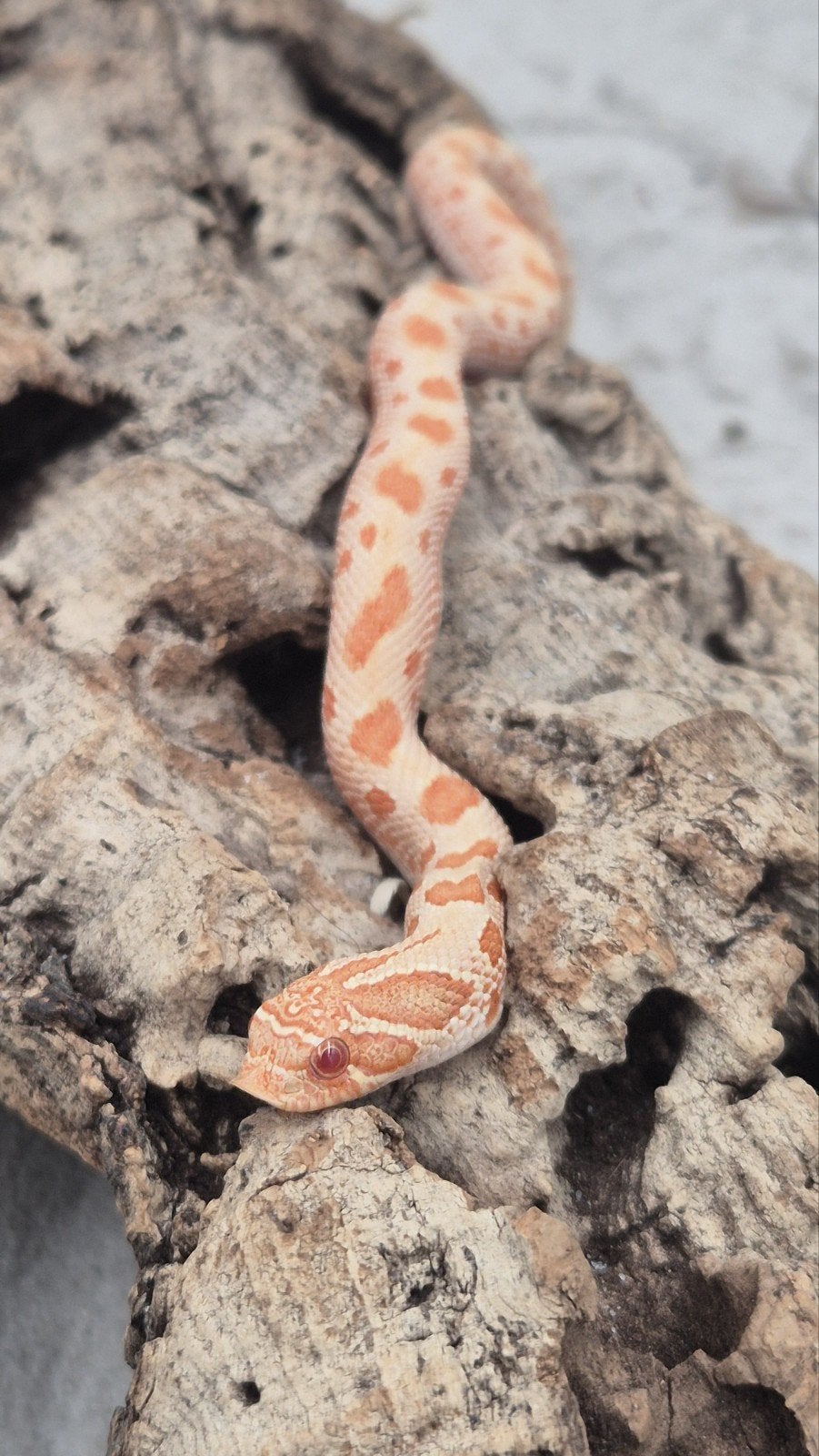 Haakneusslang het snow Hognose Snake - female for sale from De Jong