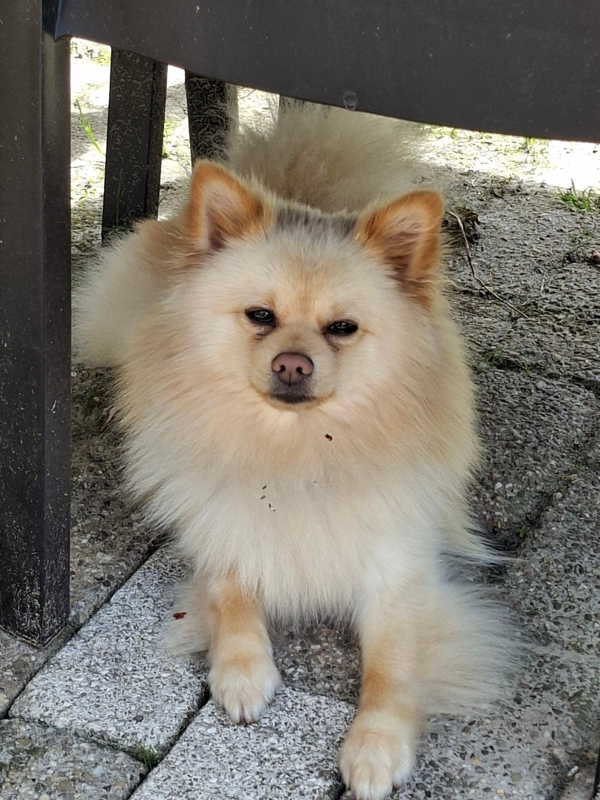 Pomerian/Duitse spitz keeshondje, Keeshond, Reu, 1 tot 2 jaar, Eén hond