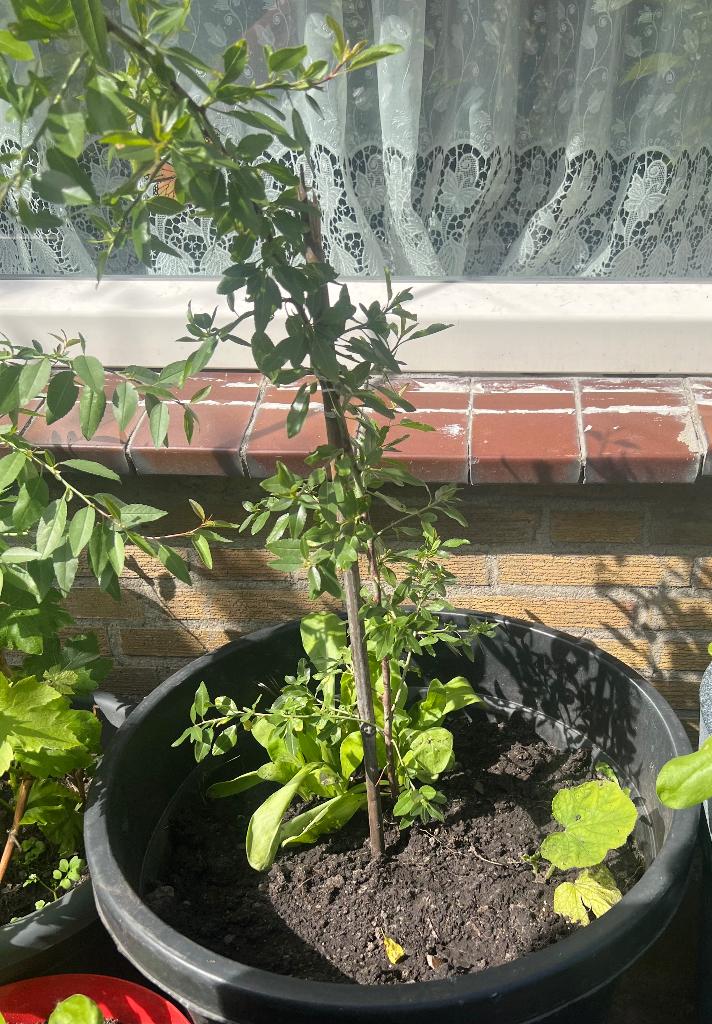 Amandel boom, Ophalen, Overige soorten, Volle zon