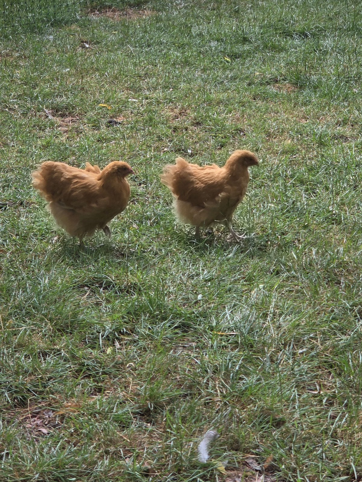 2 leuke orpington buff hennen, Dieren en Toebehoren, Vrouwelijk, Kip