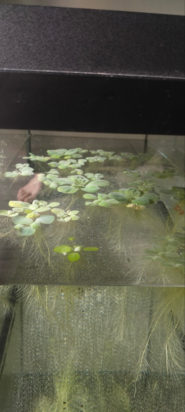 Aquarium drijfplanten te koop of te ruil., Ophalen, Plant(en), Steen of Hout