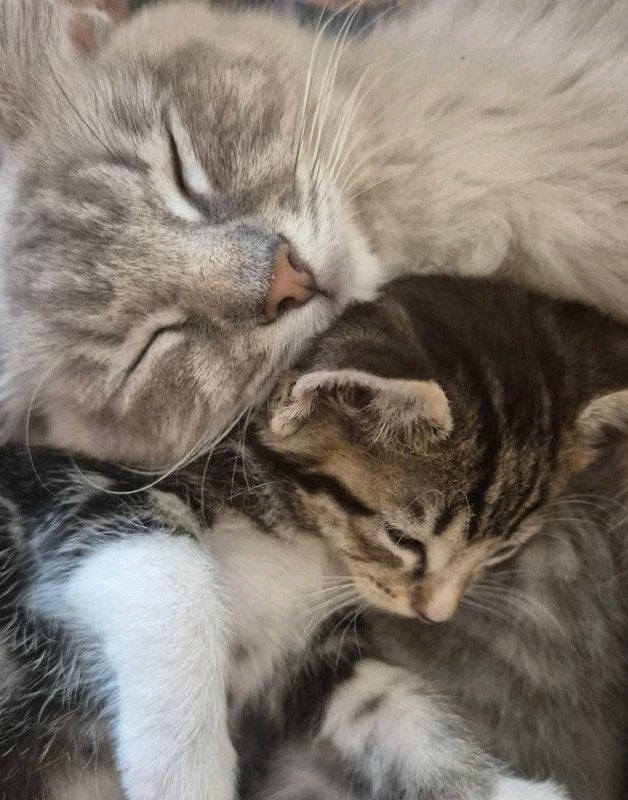 Ragdoll kruising, Dieren en Toebehoren, Meerdere dieren, Ontwormd